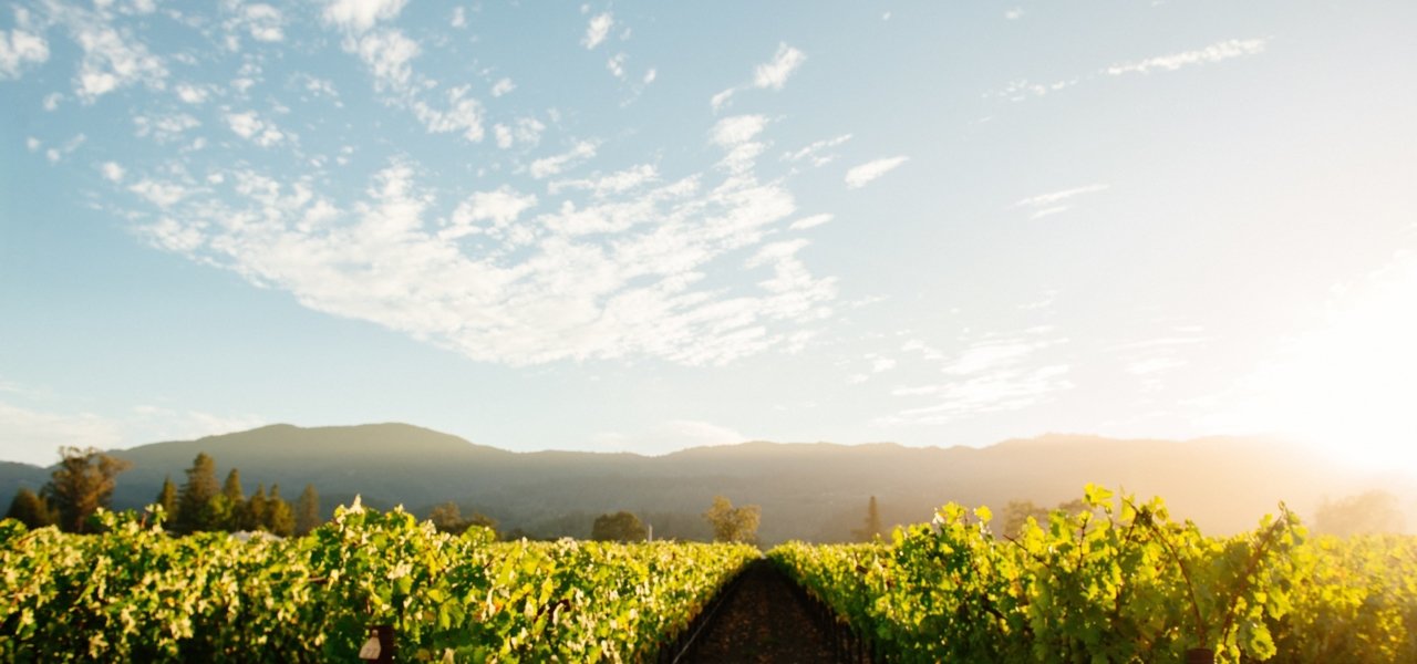 The Vineyards of Raymond